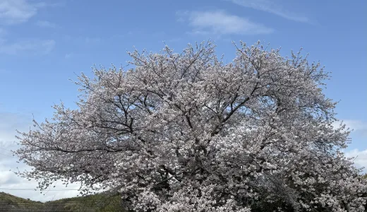 2025年 西尾グルメがすごい！抹茶・うなぎ・えびせんべいを満喫する春の雨の日ドライブ